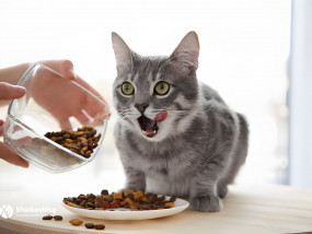 Правила годування кішки сухим кормом: забезпечення збалансованого раціону - рекомендації від ПетМарт